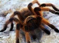 The spider was black and ginger
