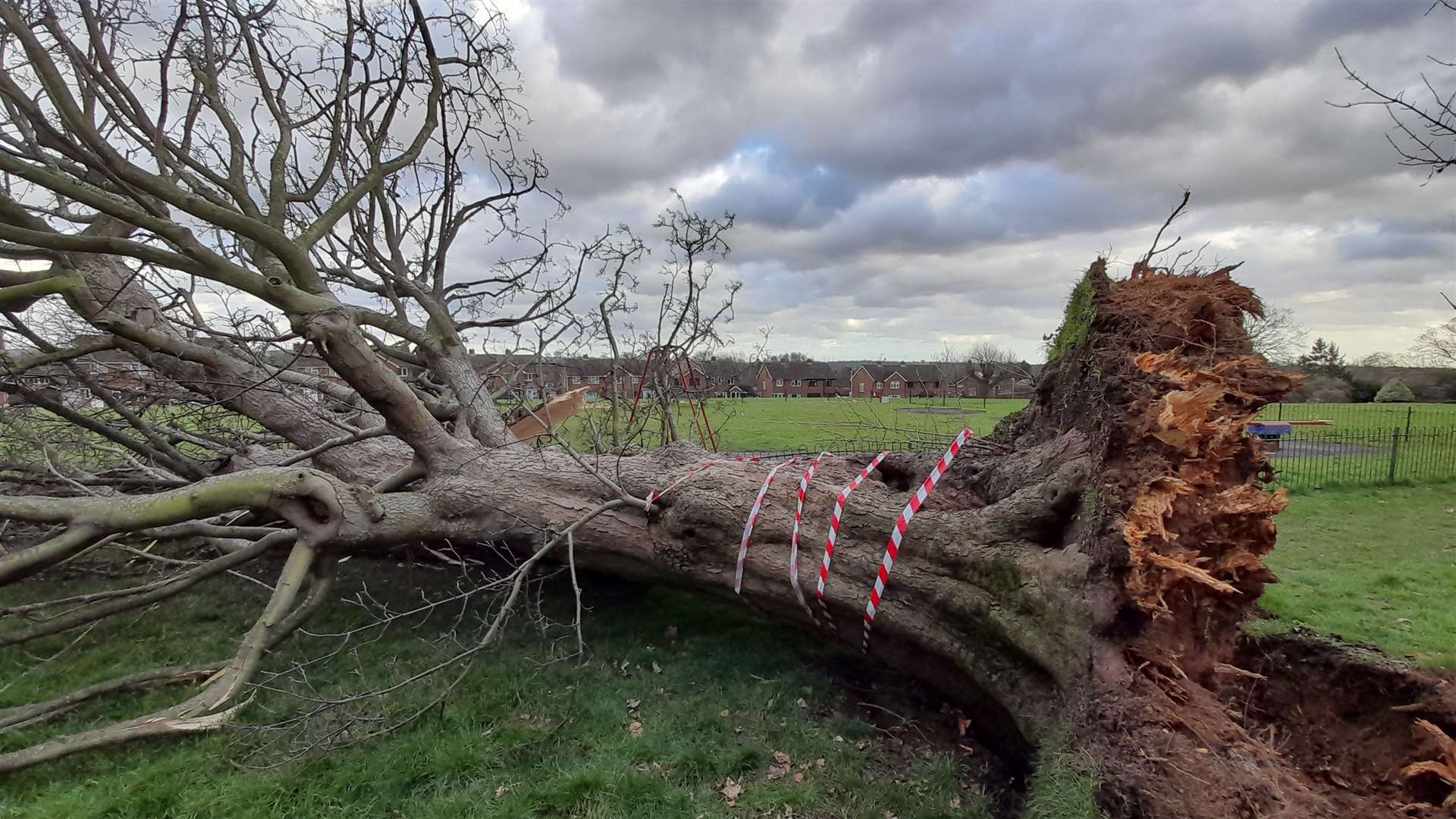 A sad sight to see. A long-standing tree in Kennington is not standing anymore. Picture: Vic Wright