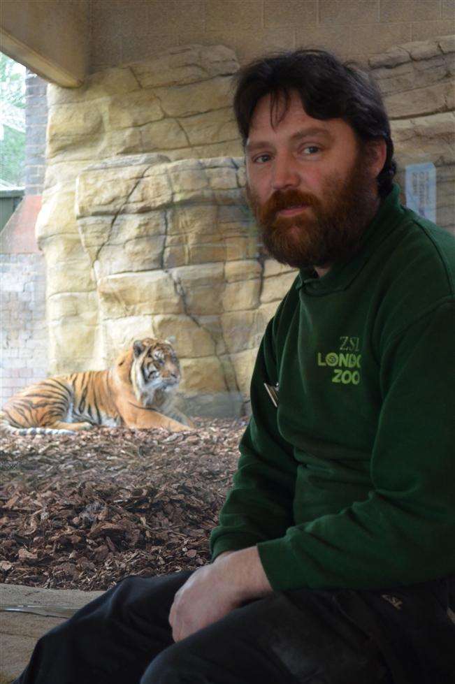 Paul Kybett with Sumatran tiger, Jae Jae