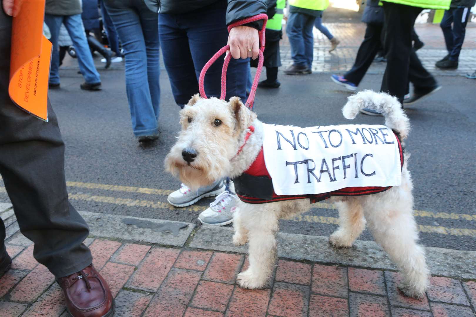 Even Ted, a four-year-old wirefox terrier, joined Borden residents and councillors against the development in January. Picture: John Westhrop