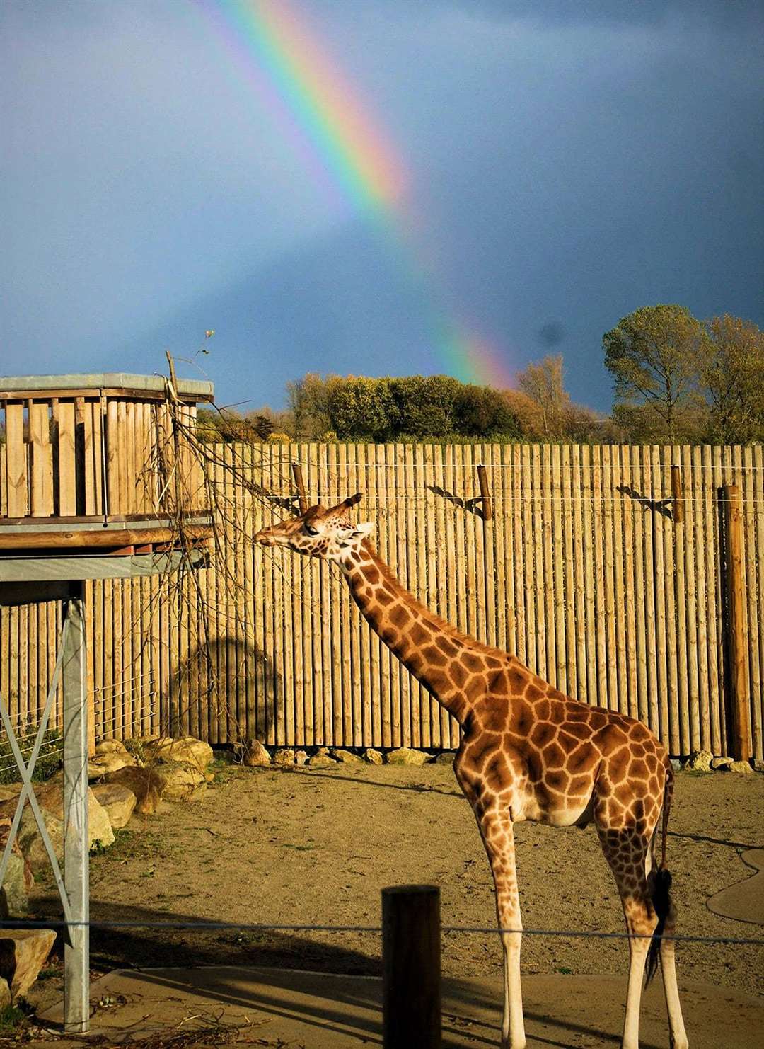 Evan the giraffe died suddenly from a heart attack. Picture: Wingham Wildlife Park