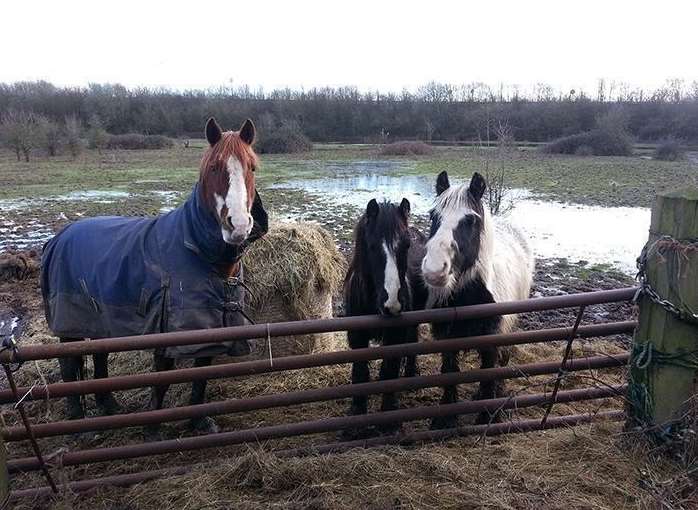 The number of horses trapped in water or boggy ground has been released by the fire service