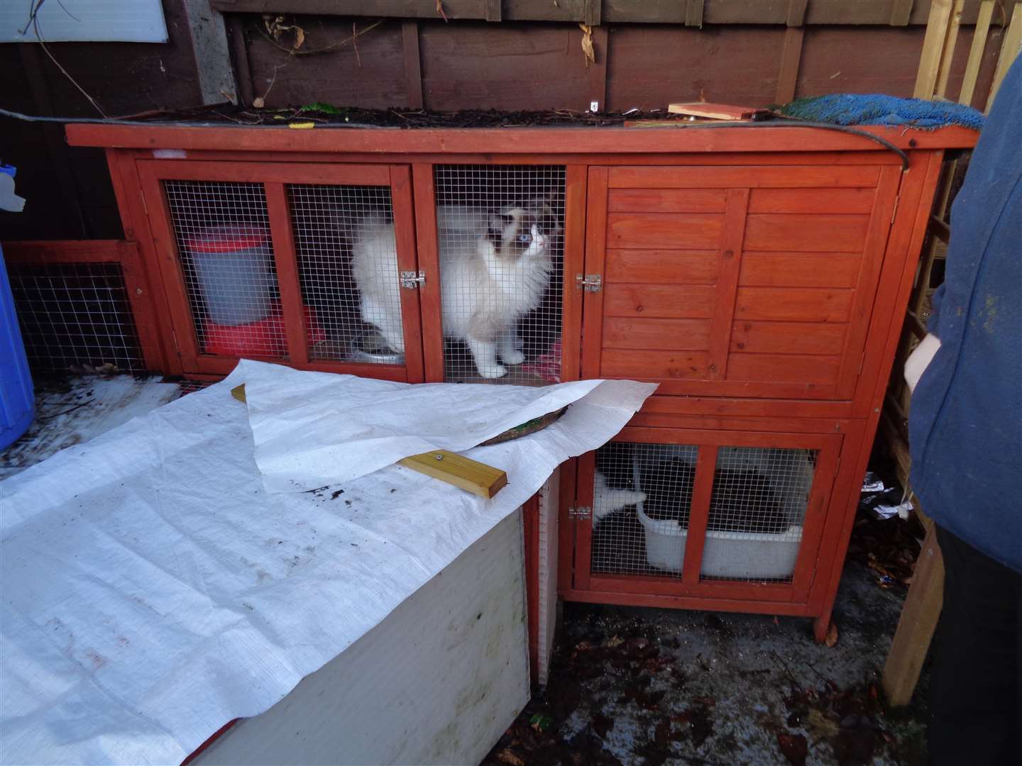 A total of 56 animals were found living in terrible conditions when the RSPCA and Met Police searched the Bexleyheath property. Picture: RSPCA