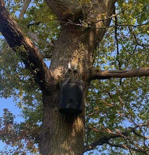 A bat roost in the woods