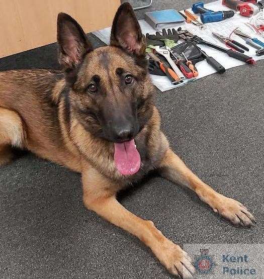 Police dog Bo has tracked down a burglar who targeted a building in Maidstone. Picture: Kent Police