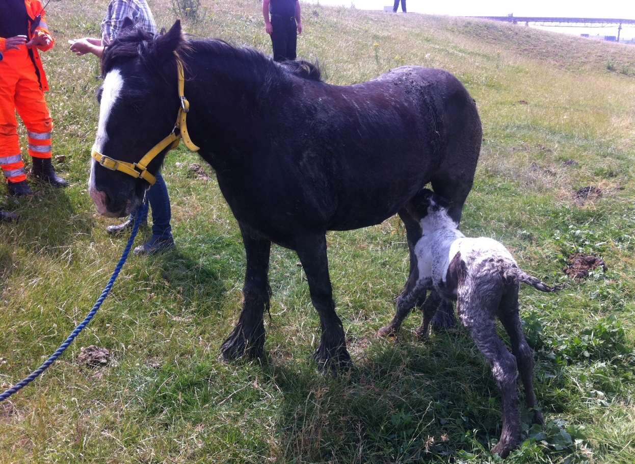 A mare and her foal got stuck in mud beside the River Thames. Picture: Elizabeth Massey