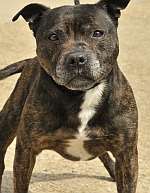 Staffordshire bull terrier. Library image