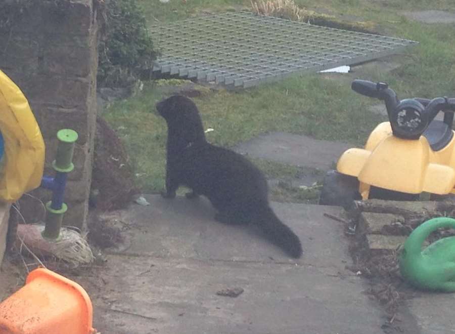 It was spotted on the family's patio at 8.15am