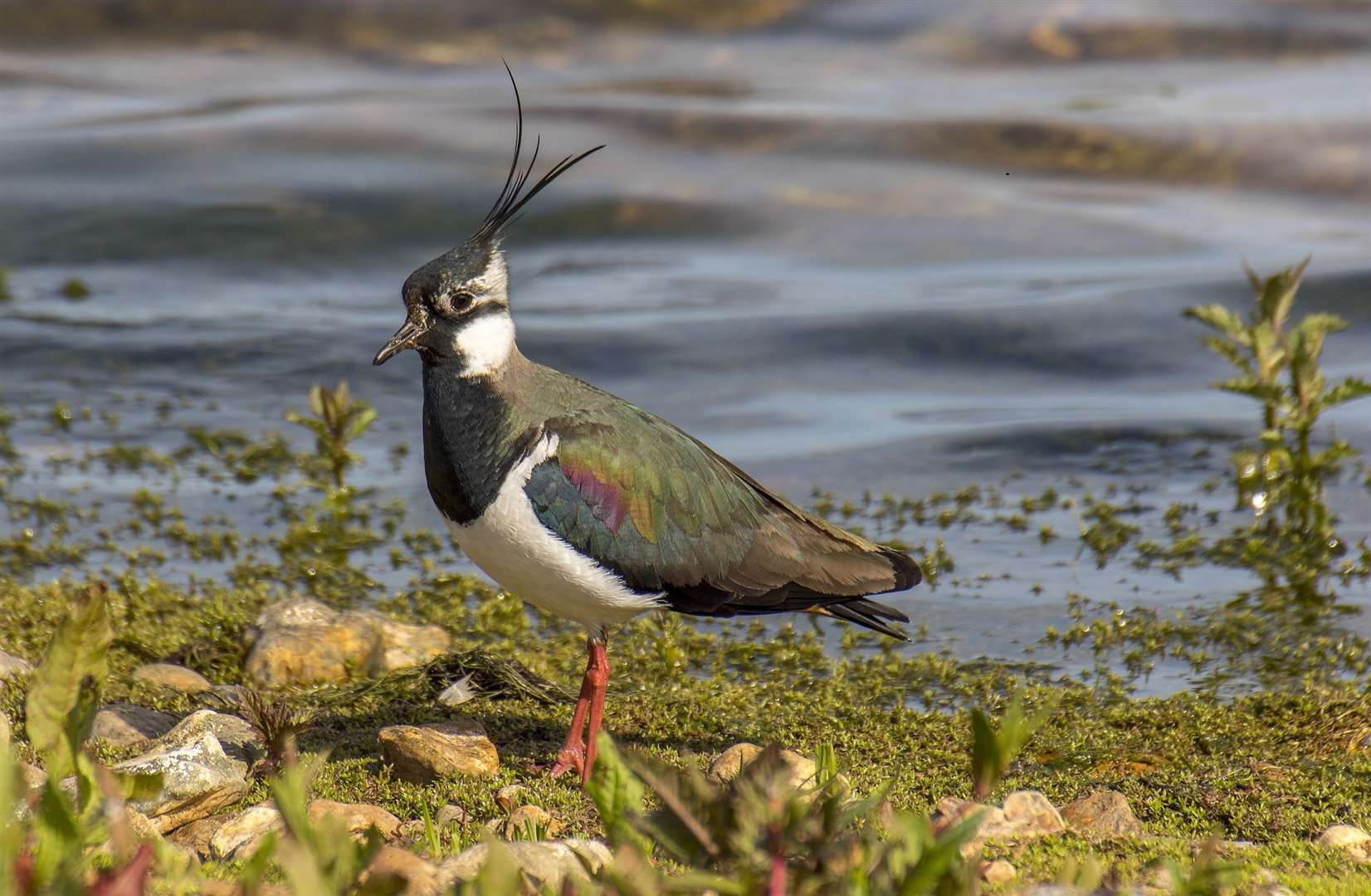 Lapwing sightings have increased since work began. Picture: Nick Lucas