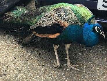 This peacock was found wandering in Ashford. Photo: RSPCA