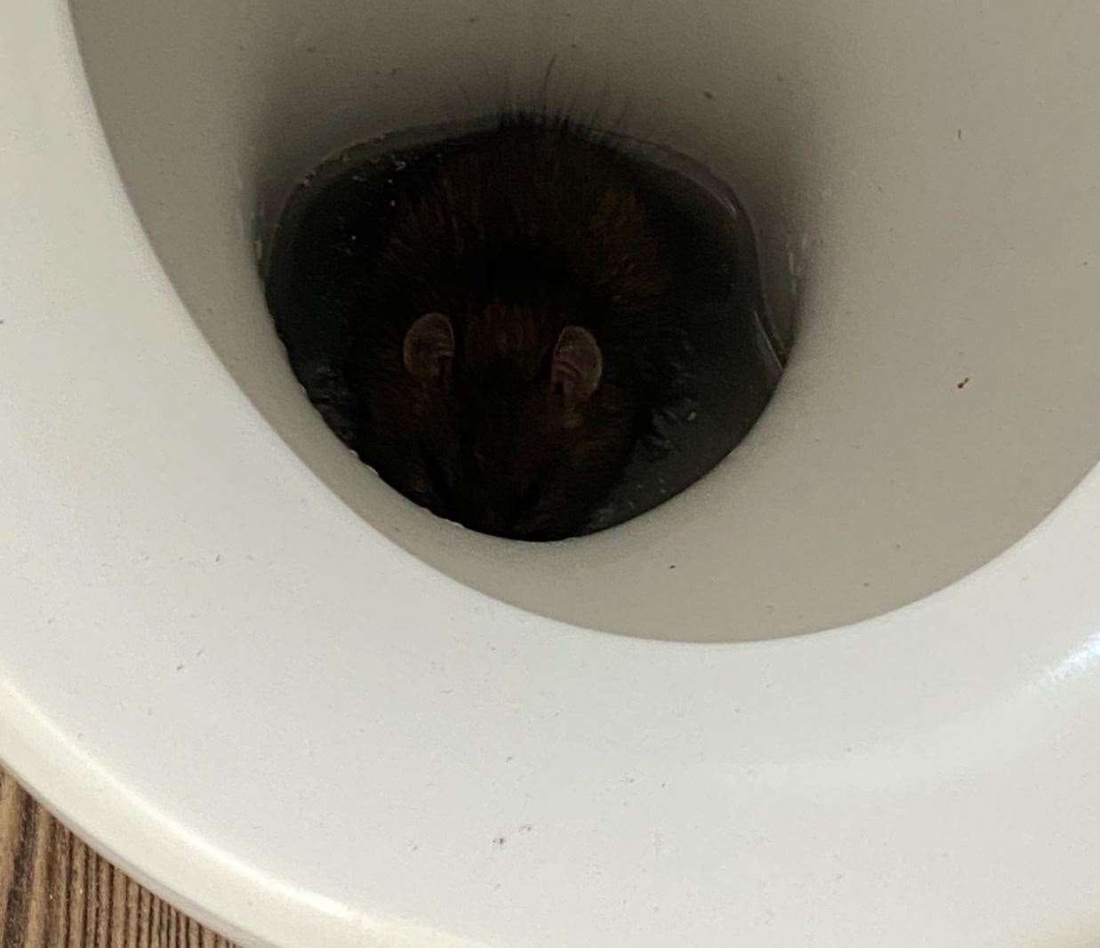 The woman awoke to use the toilet one morning in July to find a rat in her toilet