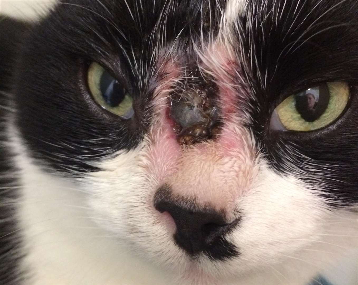 The cat was shot in the face with a ball bearing. Picture: RSPCA (7463951)