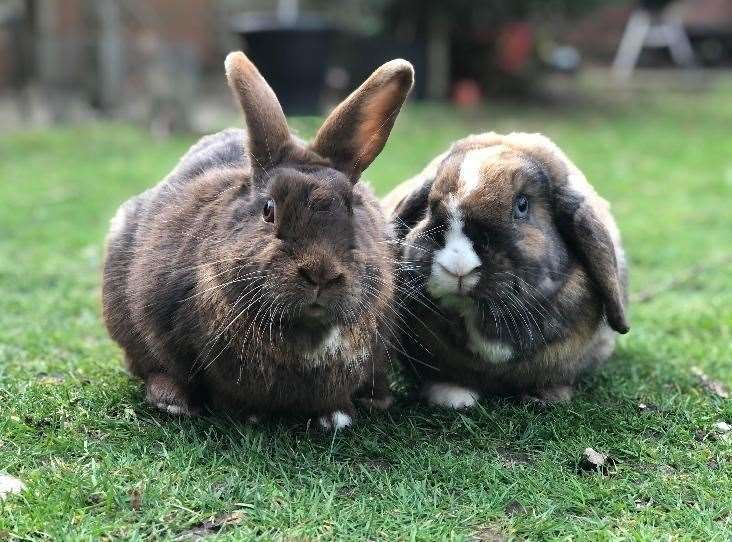 Gus and Muffin need a new home. Picture: RSPCA