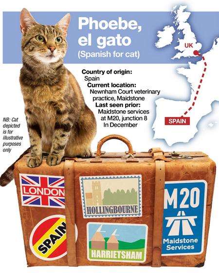 Phoebe the cat had a 1,000-mile adventure after fleeing from her Spanish owner.