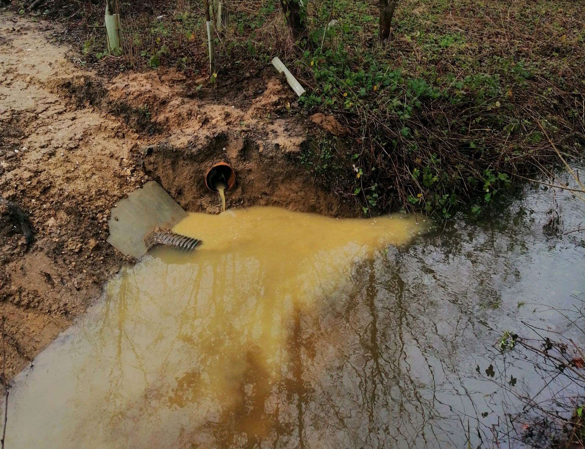 Pollution flows from an outflow into a tributary of the River Len at Gidds Pond in Bearsted