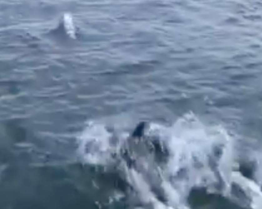Tom Redshaw, of Lydd, filmed dolphins swimming off the shore at Dungeness