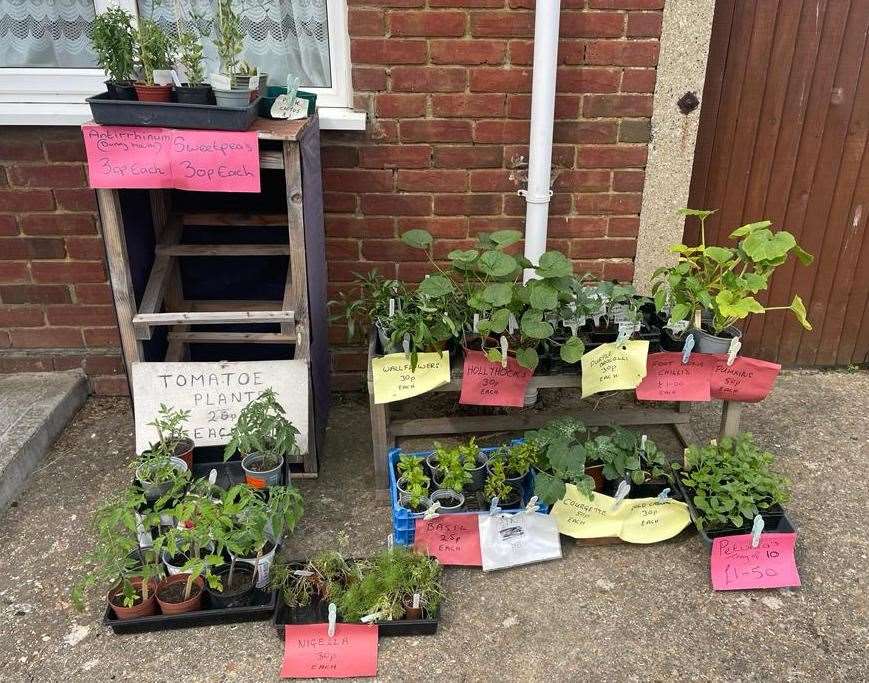 The couple have an array of plants for sale