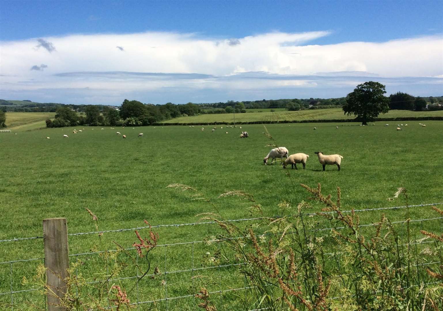 The farming land that could be swallowed up if the new Otterpool town development goes ahead