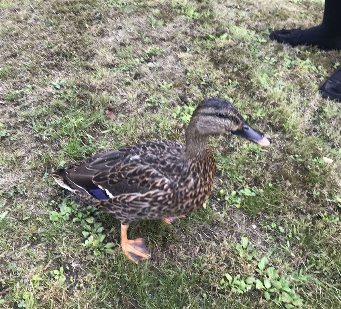 Mallory the duck which wandered into Grovehurst GP surgery in Kemsley to see a "quack." Picture: Lesley Devine