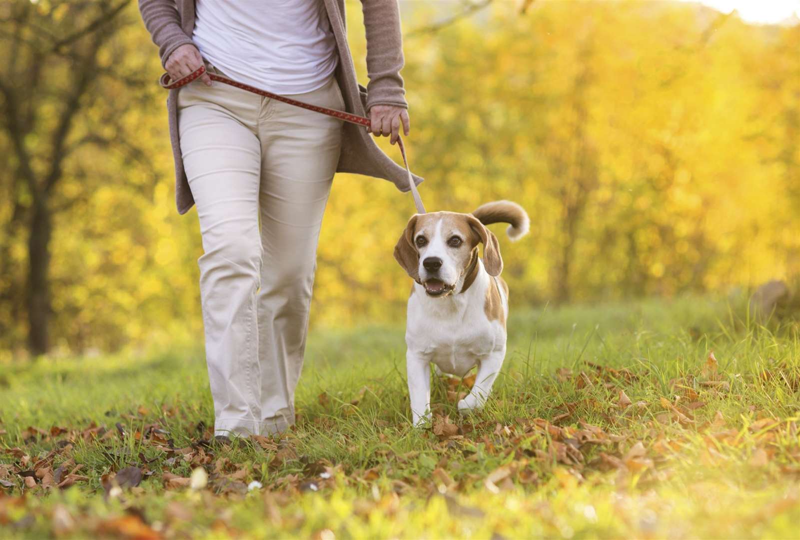 Walking your dog regularly can bring many health benefits.  Stock picture
