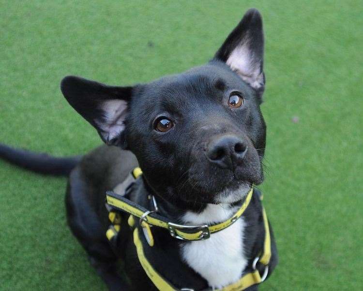 Drax, a Staffordshire bull terrier cross. Pic: Dogs Trust