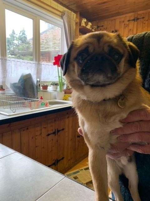 Tom, a pug cross, has gone missing. Picture: Emily Buckley