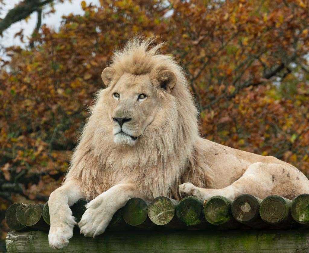 White lion Ngozi will be sadly missed by all those at the sanctuary. Picture: The Big Cat Sanctuary