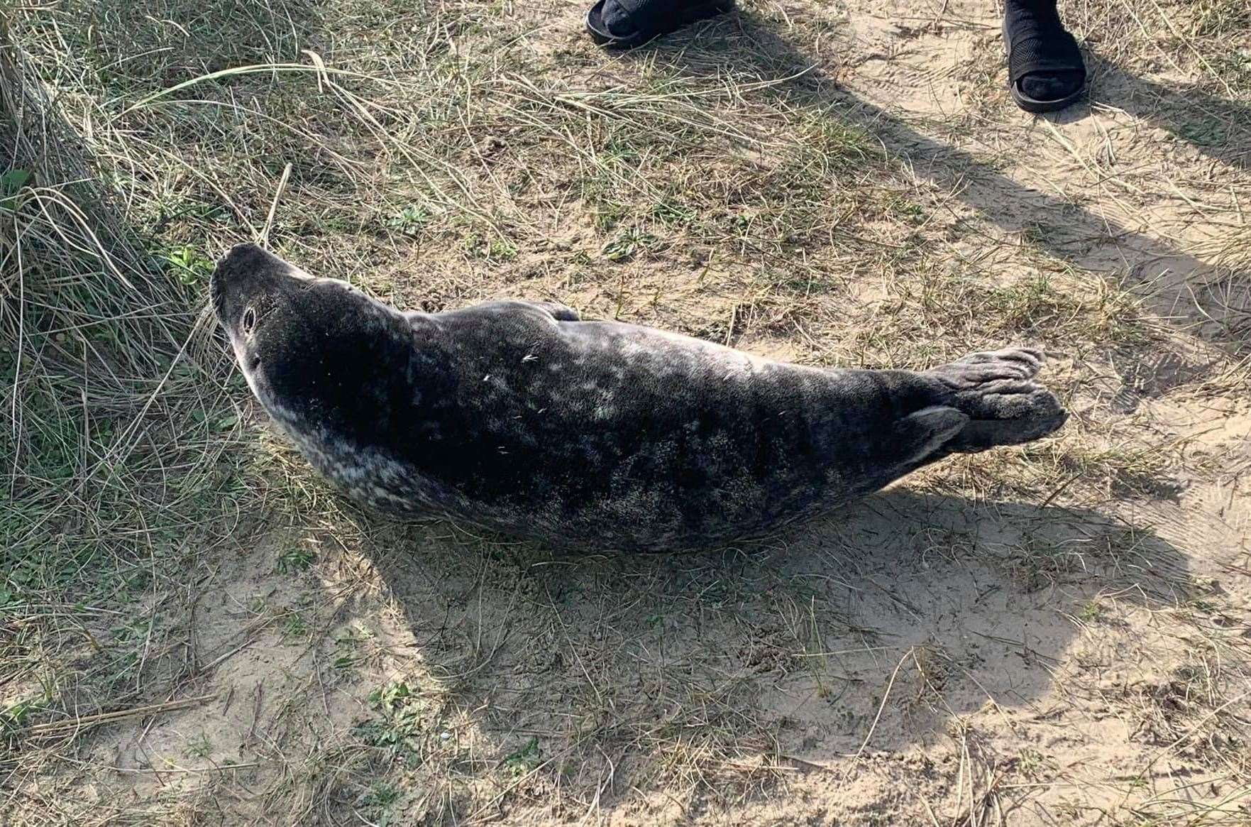 This adorable seal pup was found on Greatstone beach on Tuesday, but was rescued after he was found underweight and injured