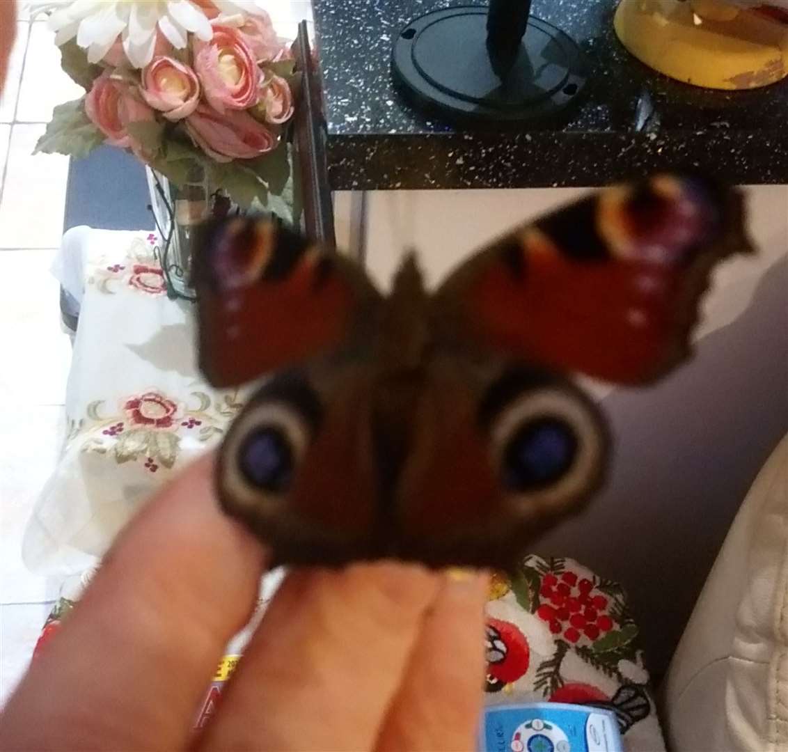 The peacock butterfly found alive in sub-zero temperatures in The Maltings in Rainham