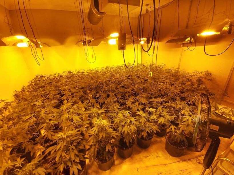 More than 400 plants were found following a warrant in Sittingbourne. Picture: Kent Police (50349571)
