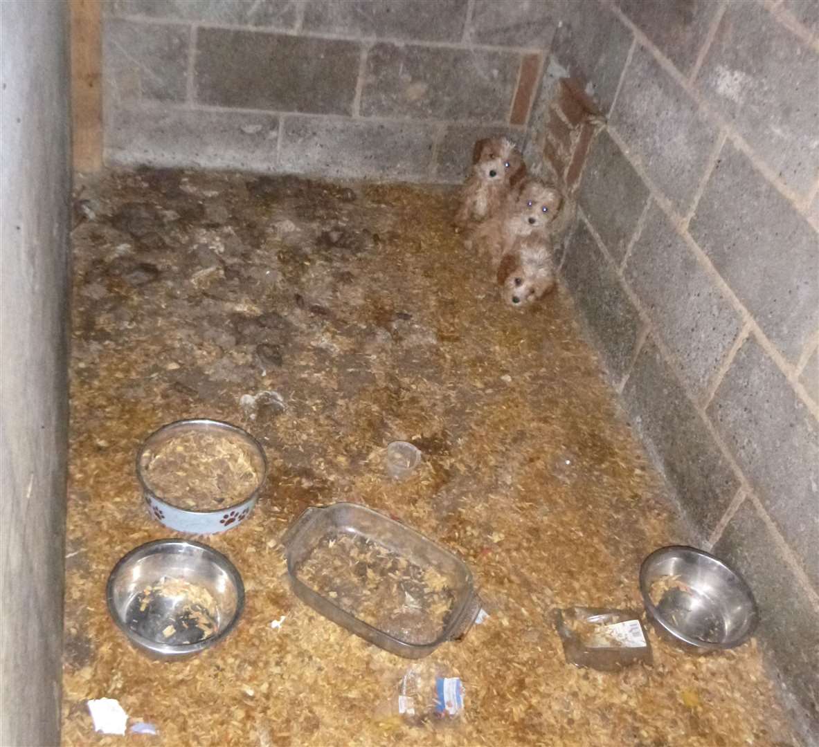 Three cavapoo puppies were found in a shed at the property. Picture: RSPCA