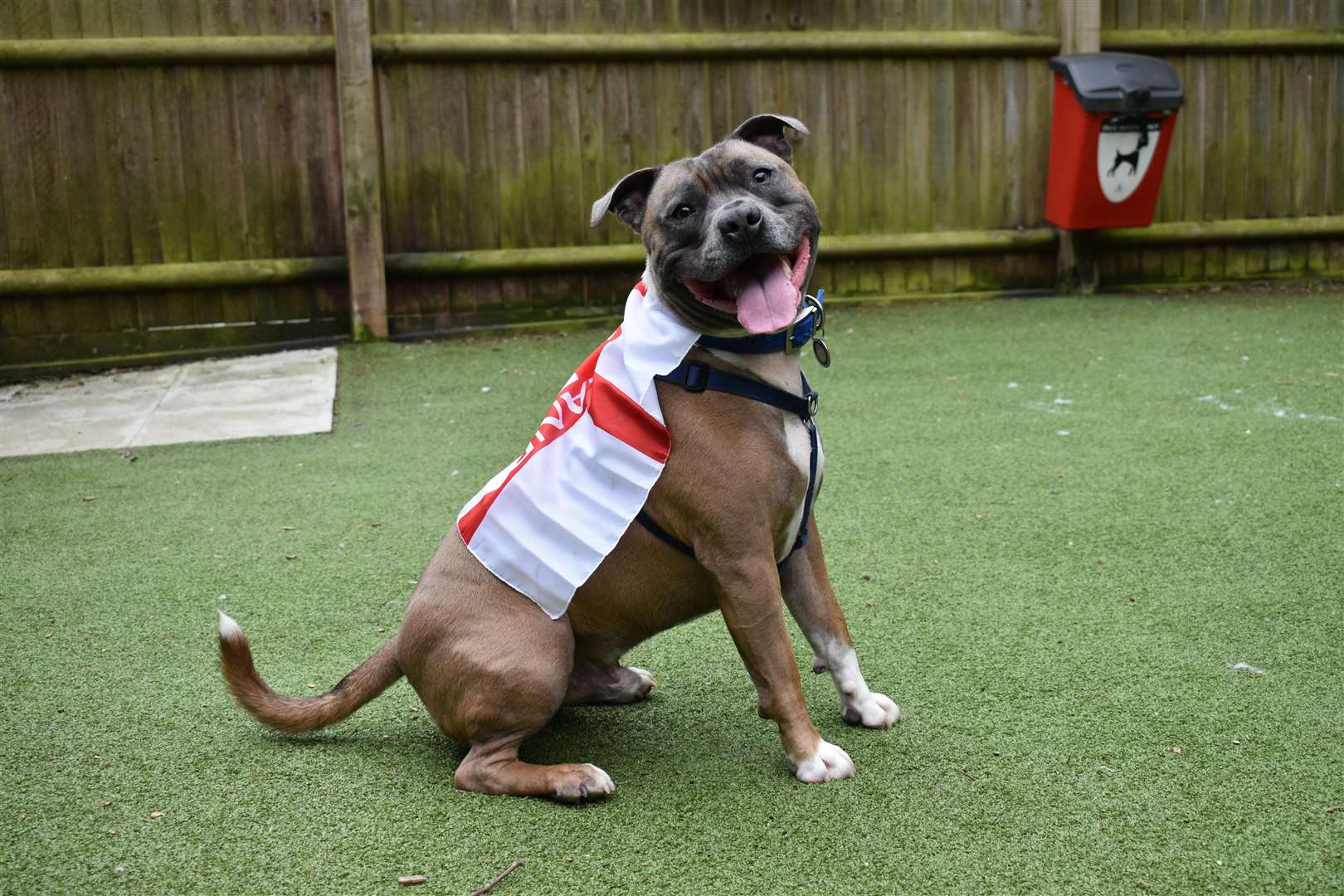 Looking for his fur-ever home: Sidney has been in the Brands Hatch rehoming centre for 290 days (2568013)