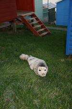 The seal pup found wandering near beach huts at Tankerton