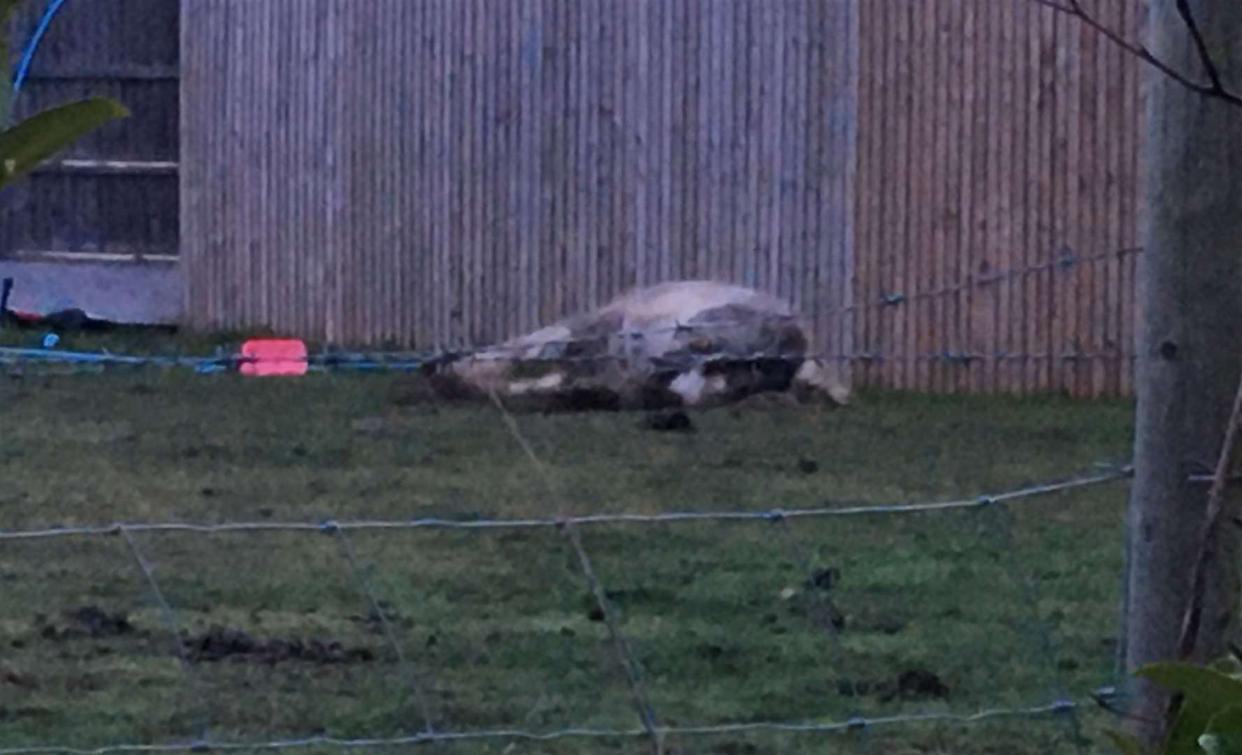 A dead horse was also reported in Spade Lane, Hartlip