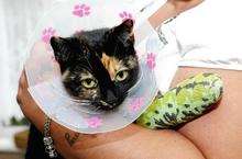 Cleo the cat, who was injured by yobs
