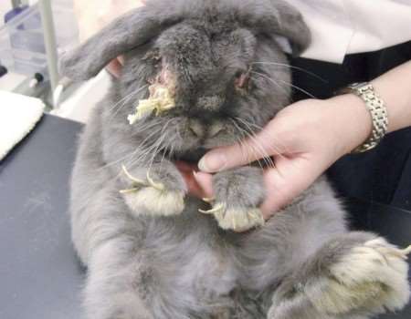 One of the rescued rabbits which had an eye infection
