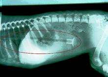 The X-ray of the plastic arrow swalloed by Betty the Staffordshire bull terrier