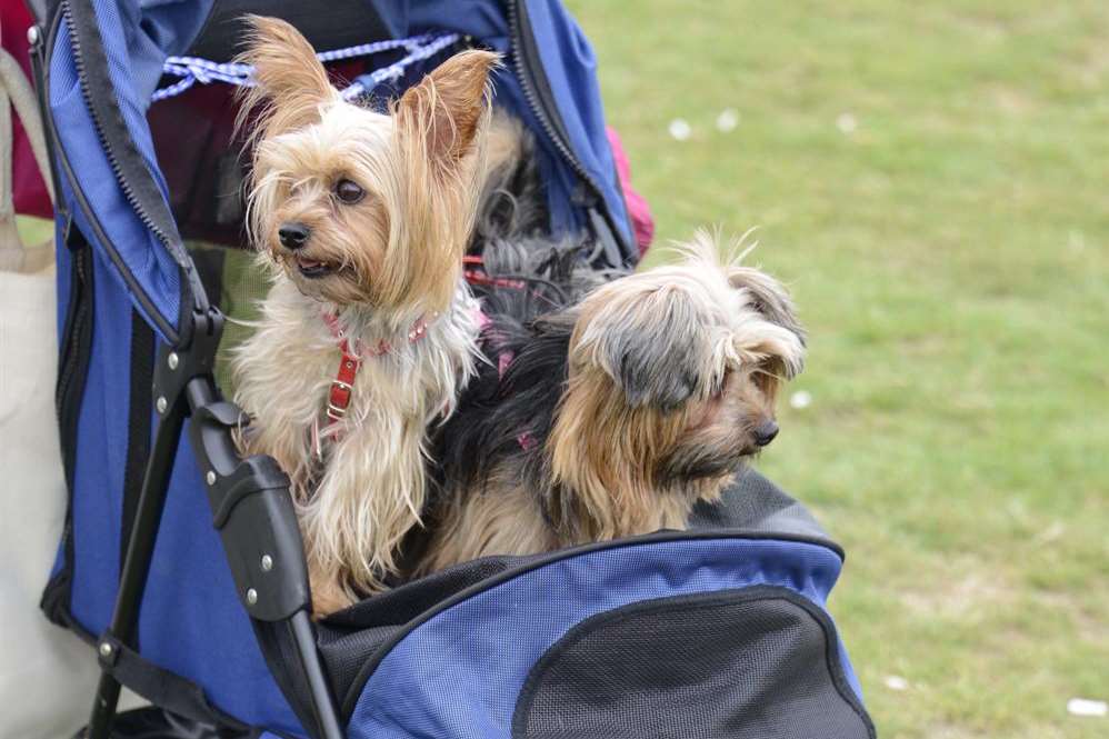Tonbridge Dog Show over 100 dogs and their owners