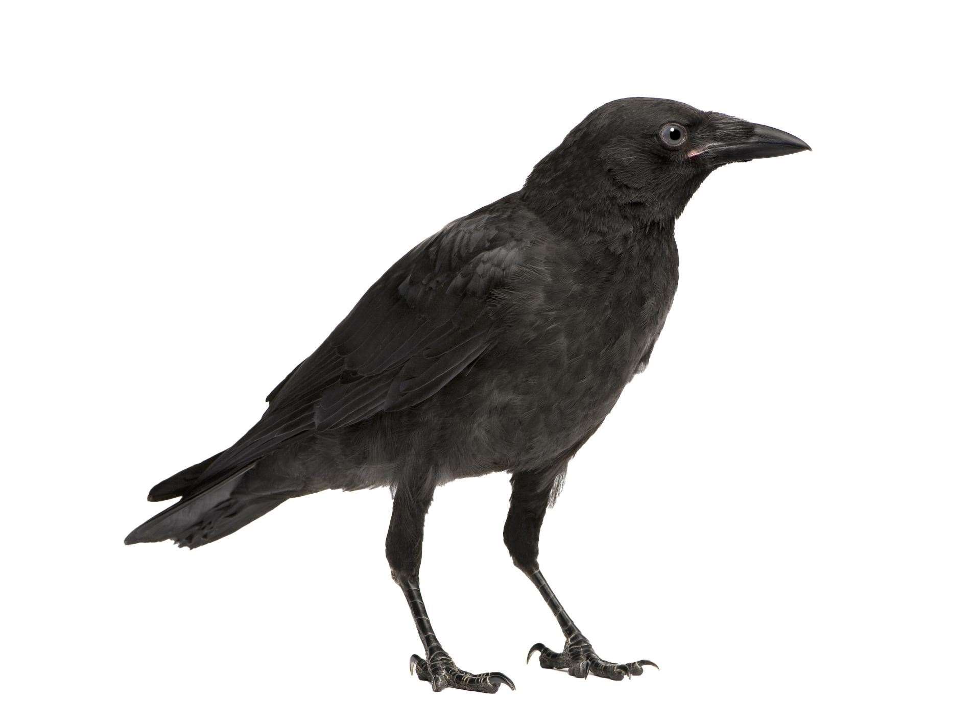A crow is for life, not just for Halloween, or lunch. Stock image: carrion crow