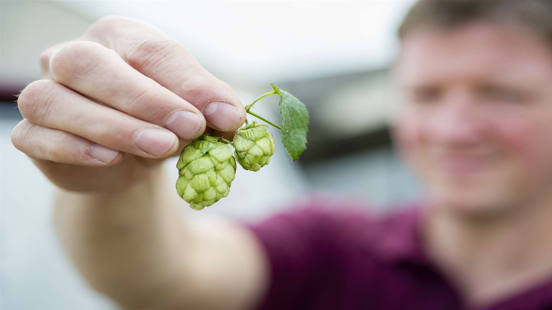 Hops have to be harvested and brewed within 12 hours for green hop beer
