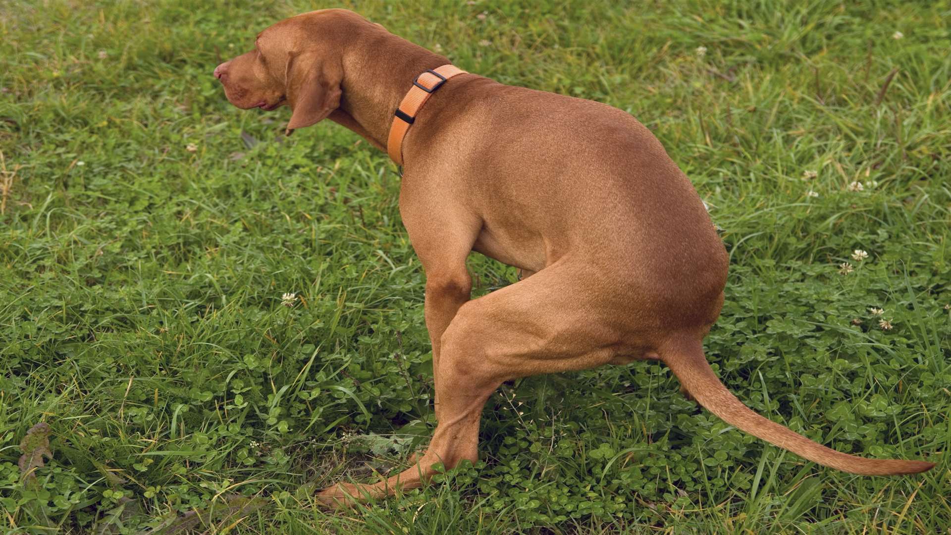 Just three fines were handed out in three years to dog owners. Picture: Thinkstock Image Library