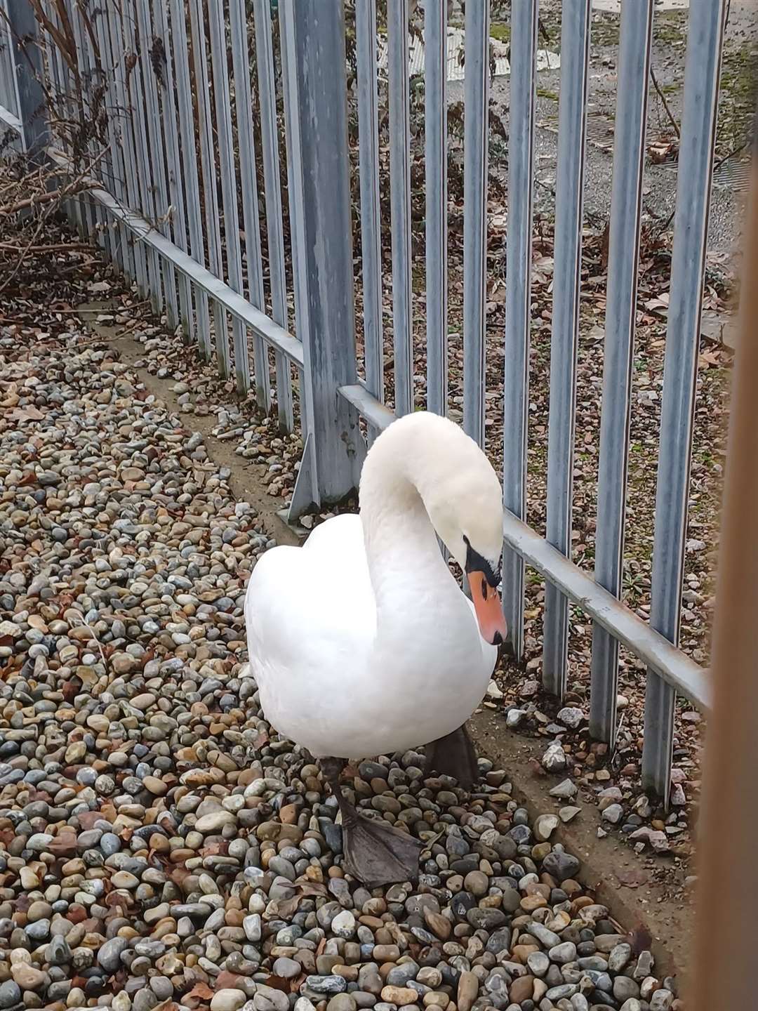The swan had to be rescued after becoming distressed and unable to fly. Picture: UK Power Networks
