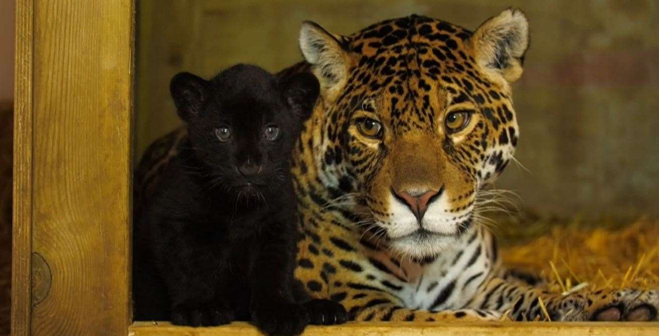 Visitors to the open days will get a first glimpse of the jaguar cub
