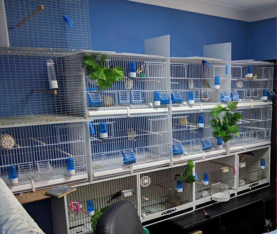 Cages found in Henderson's house. Picture: RSPCA