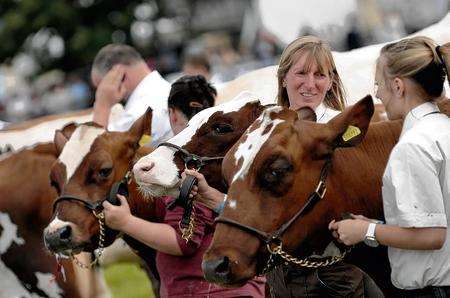 Action from the Grand Parade of Livestock at the Brachers Astor Ring at the Kent County Show