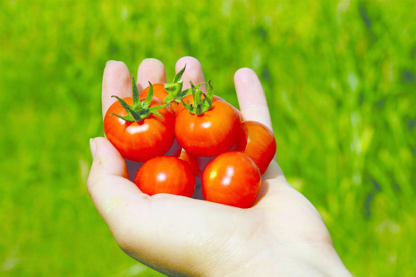 A fine crop of tomatoes