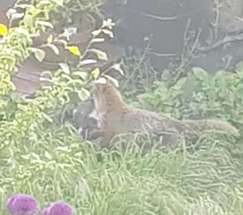 Pictures taken by a neighbour show the fox with a black and white cat Louisa belives to be her beloved Doris taken from her garden in Margate (11703504)