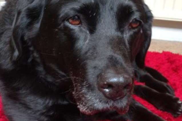 Hetty the labrador was killed in a hit and run