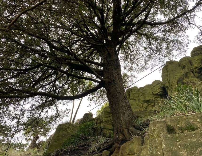 Trees are the main concern along the Zig Zag path, with their height and weight, leading many to question the damage that could be caused if they were to fall. Picture: Stephen West