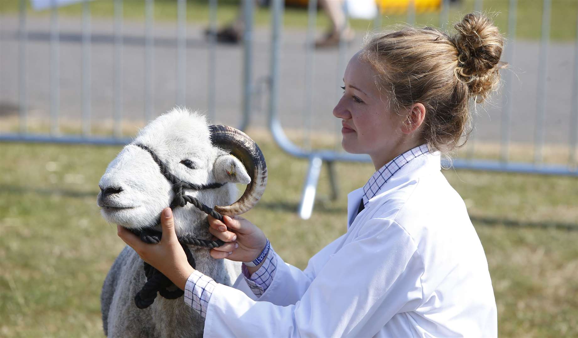 Judging in the sheep ring at last year's show at the Kent Showground, Detling Picture: Andy Jones